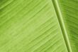 Leafy texture